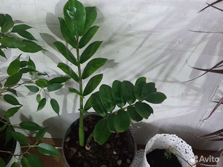 Продам цветы комнатные