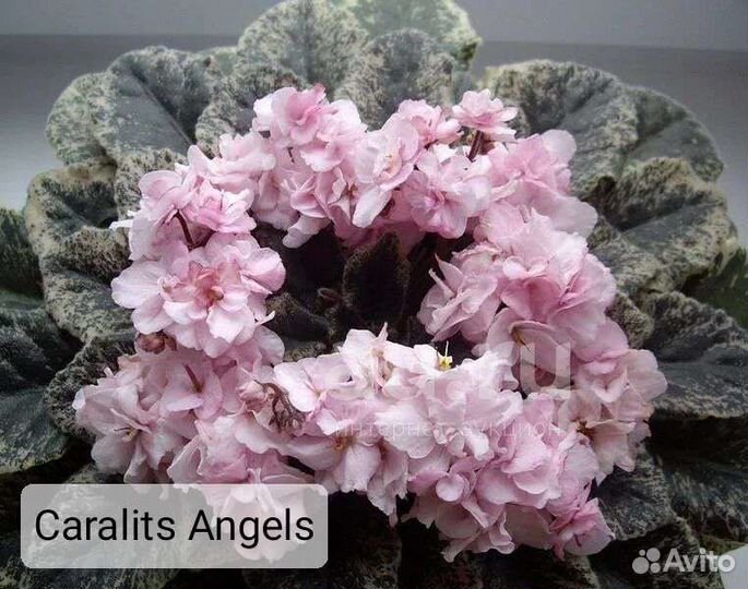 Детки сортовых фиалок