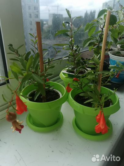 Комнатные растения