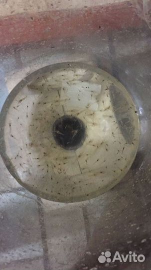 Креветка розенберга