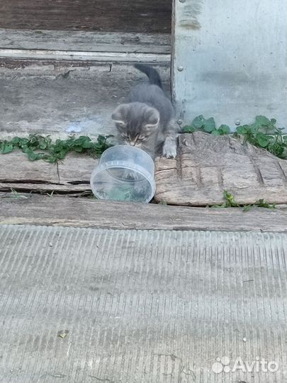 Котята в добрые руки бесплатно