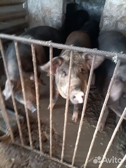 Свиньи живым весом