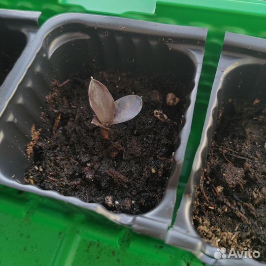 Замиокулькас супер нова