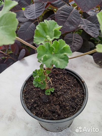 Пеларгония Античная роза, Nansi