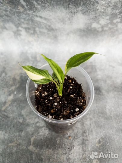 Спатифиллум Мун шадоу крем