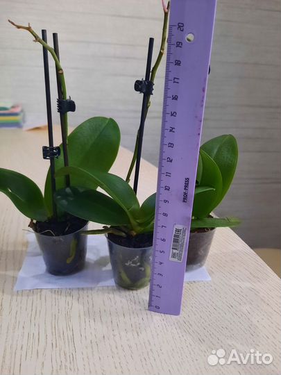 Орхидея фаленопсис мини микс