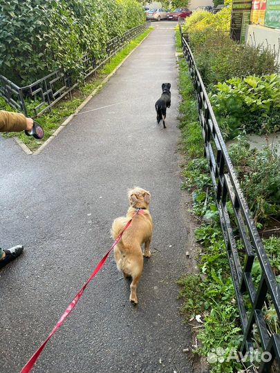 Передержка собак и кошек