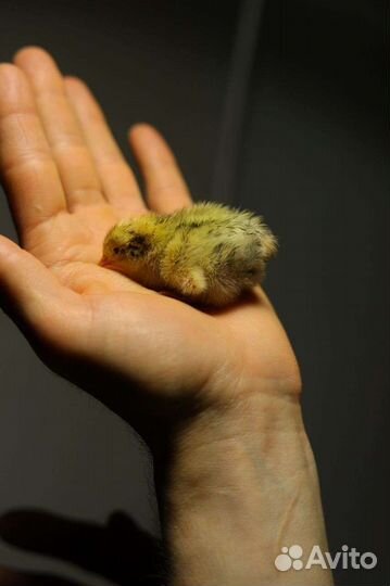 Перепел суточный