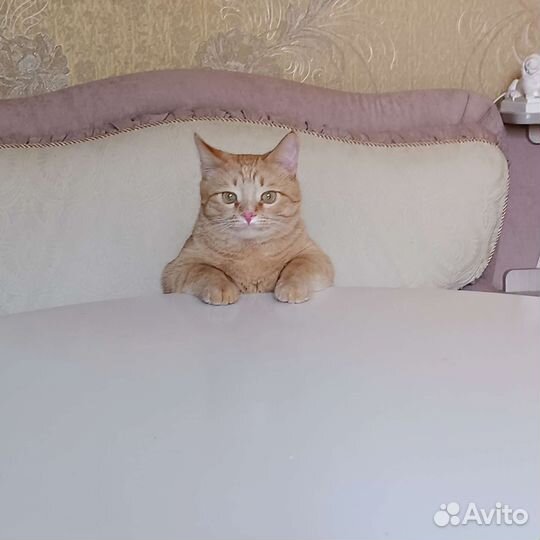 Передержка кошек