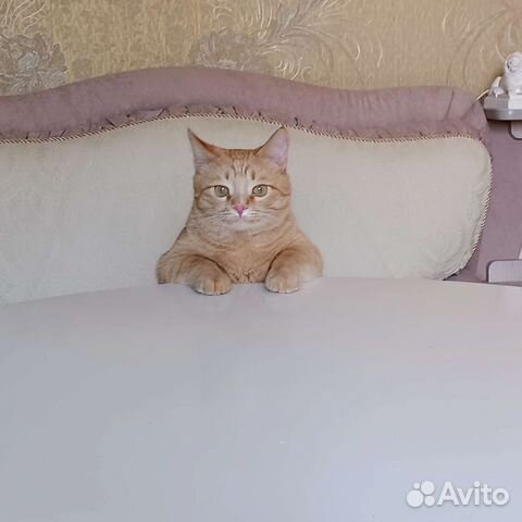 Передержка кошек