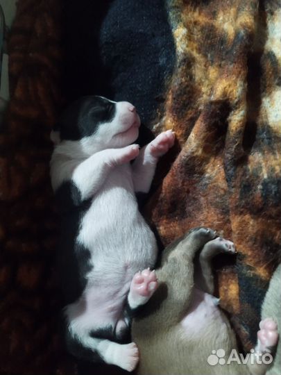 Щенки питбуля