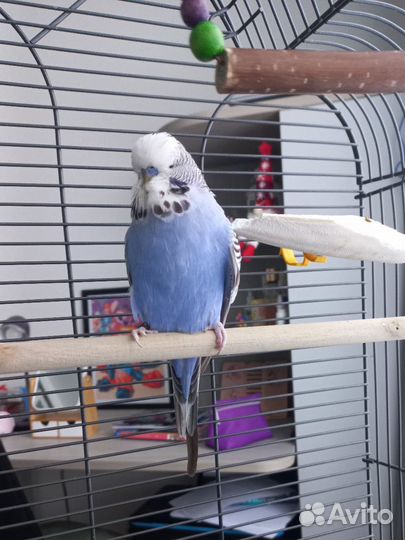 Бронь Выставочные волнистые попугаи чехи