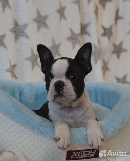 Бостон терьер. Щенки