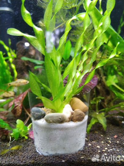 Аквариумные рыбки, растения, декорации