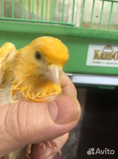 Продаю кенарей, гульд(самцов и самочек)