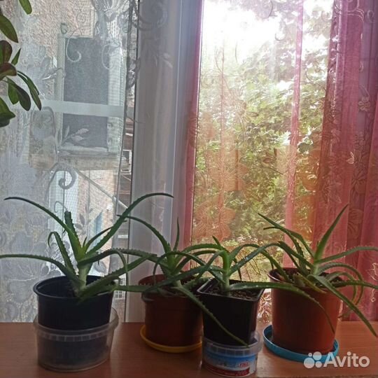 Комнатные цветы алоэ