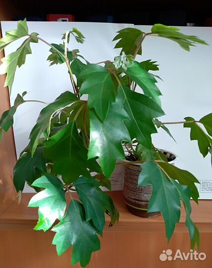 Бегония, эпипремнум, эхверия, циссус и др