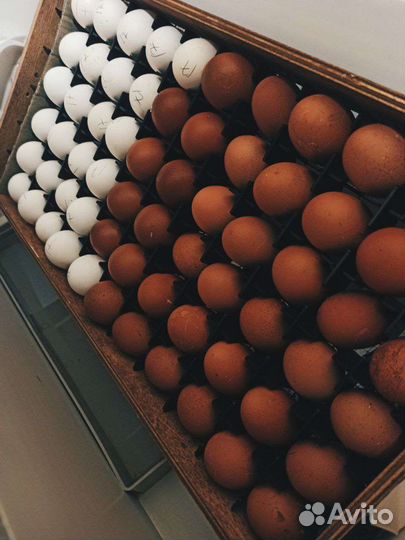 Инкубационное яйцо маран, амераукана