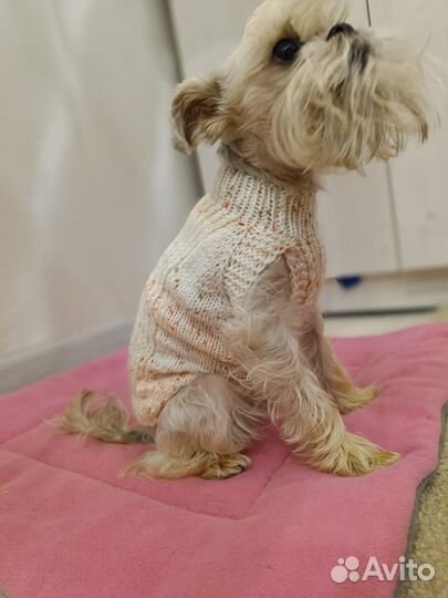 Одежда для маленьких собак