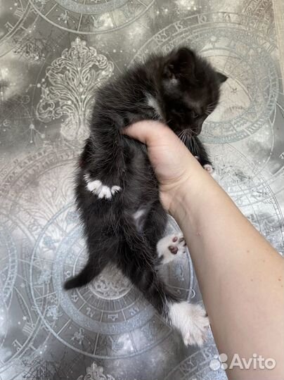 Котята
