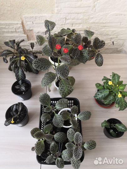 Цветы комнатные растения