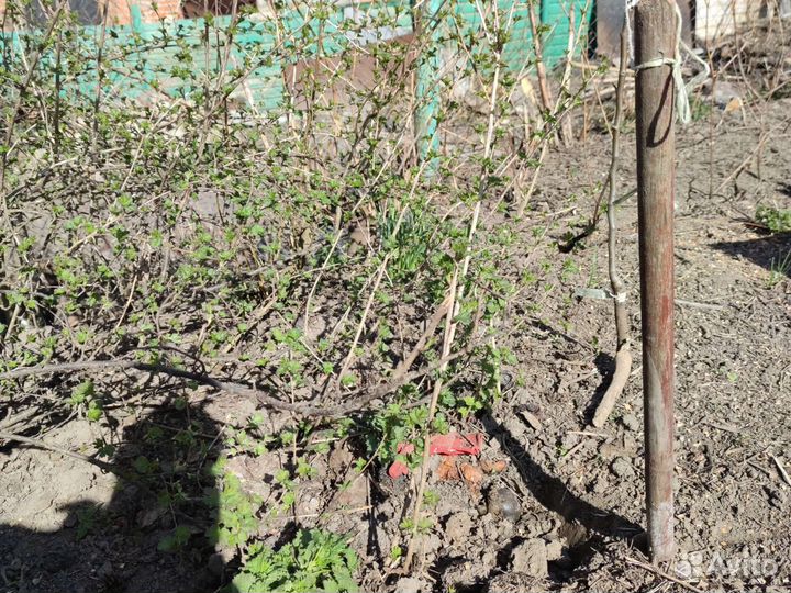 Крыжовник Негус