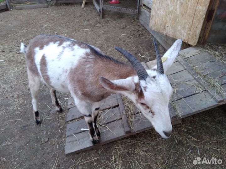 Коза