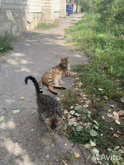 Бенгальские котята в добрые руки