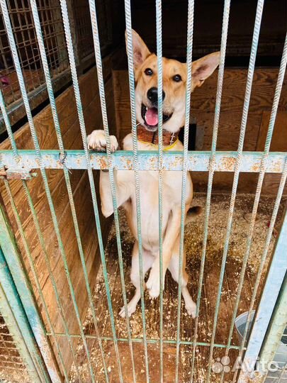 Потеряшка в приюте ищет дом