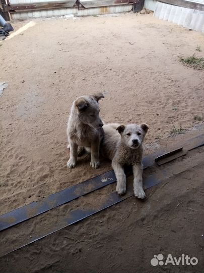 Собака в добрые руки отдам бесплатно