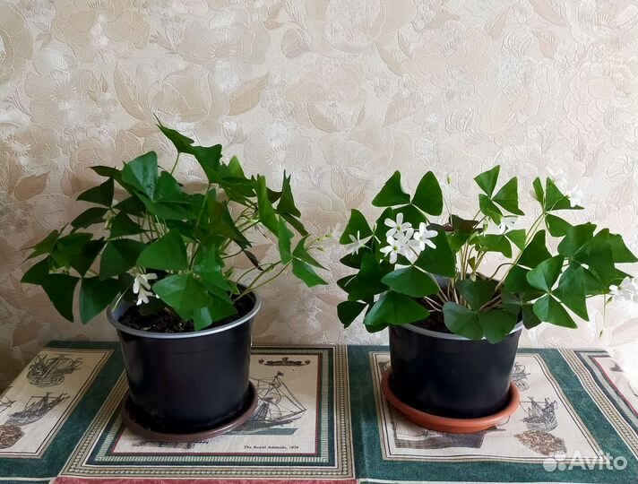 Кислица оксалис.Зеленая