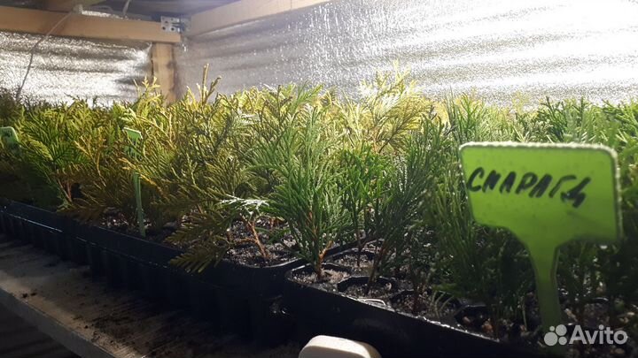 Туя и можжевельник в кассетах