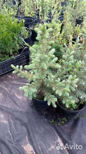 Ель голубая глаука