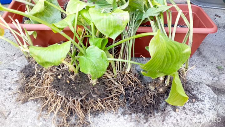 Продам клубни хосты