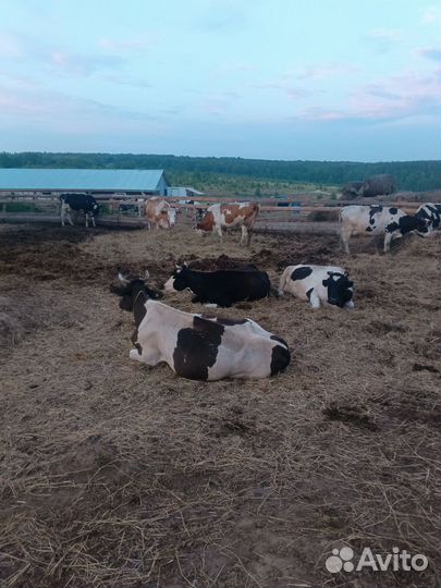 Корова дойная