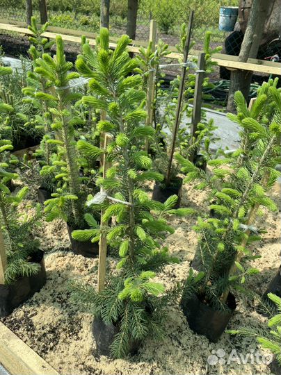 Подвой яблони