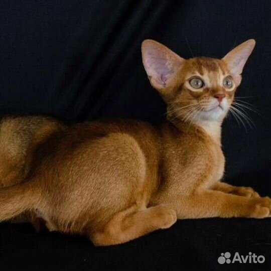 Абиссинские котята