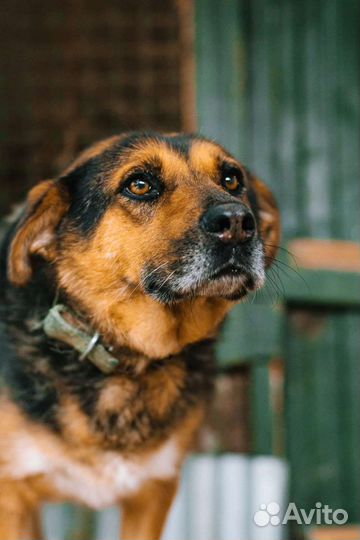 Собака Зита, 6 лет, добрая и милая