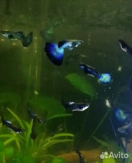 Гуппи гибрид малахита и черно-синей самки