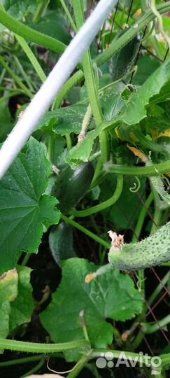 Огурцы свежие домашние