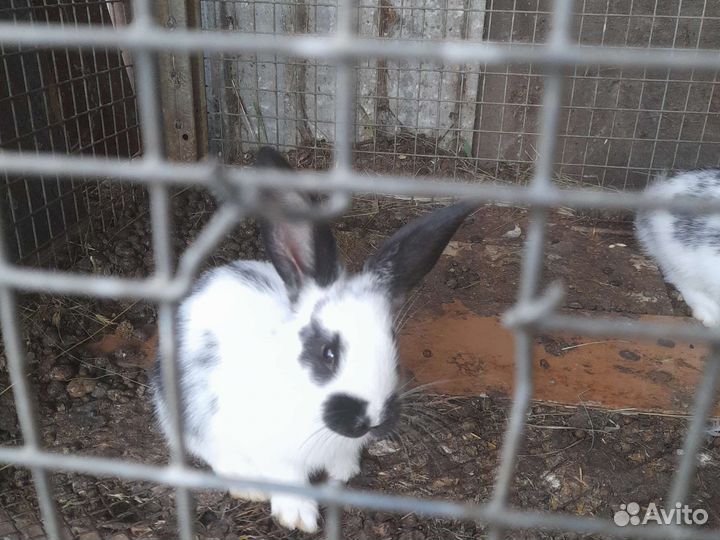 Кролики 2 мес