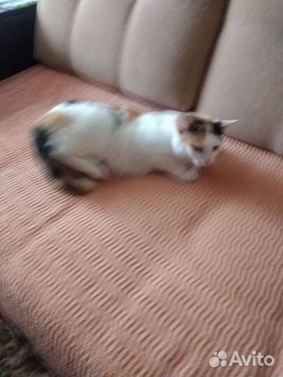 Кошка трехцветная