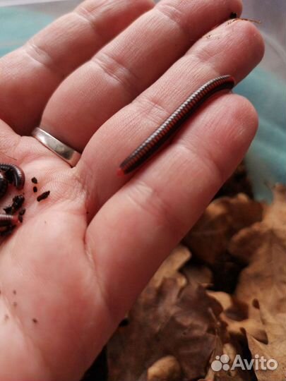 Кивсяки xenobolus carnifex