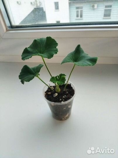 Пеларгония герань Анна Жанет