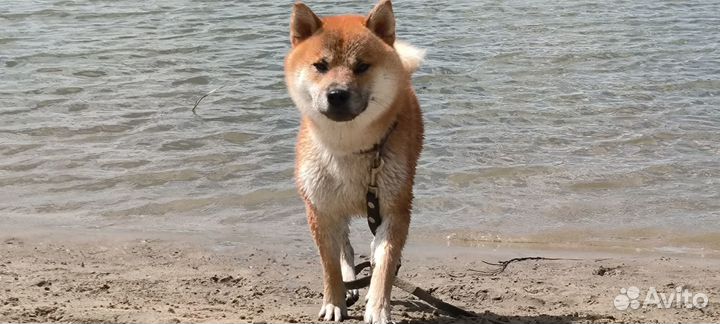 Вязка кобель