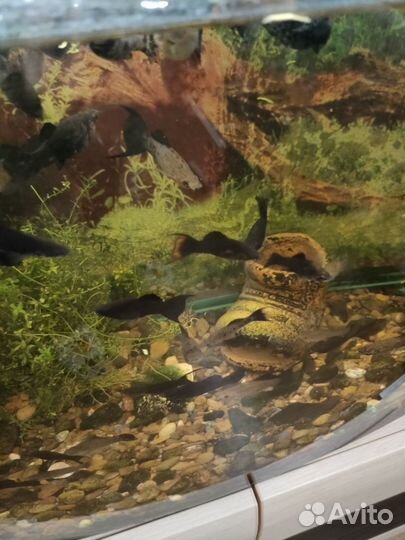 Рыбки моллинезии