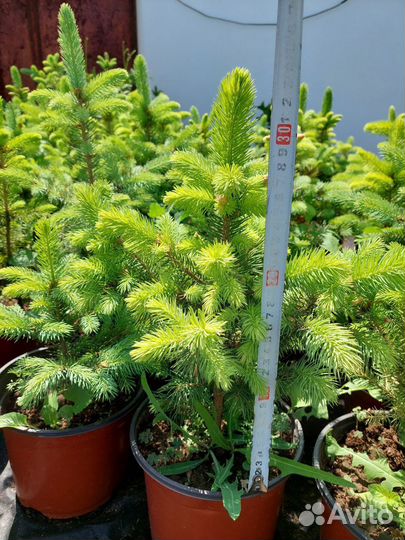 Ель колючая голубая форма Глаука