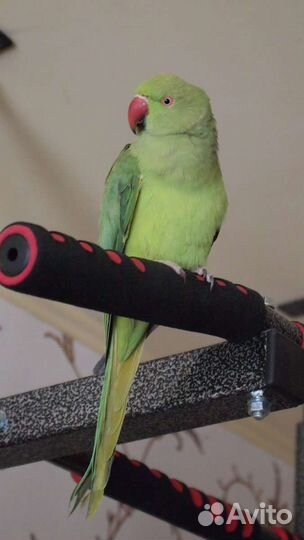 Птенцы ожереловые