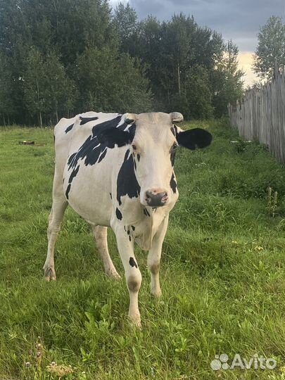 Холмогорская корова продам