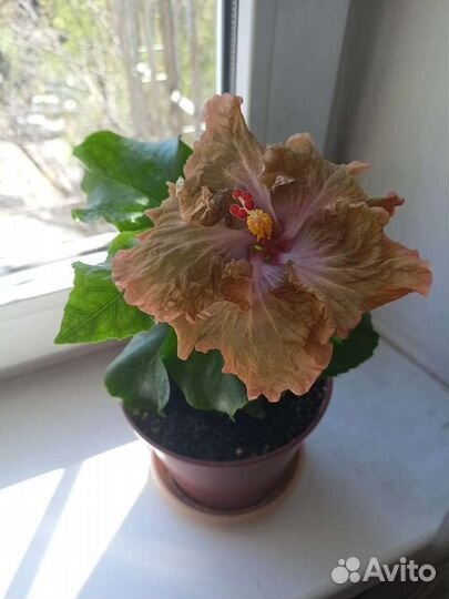 Гибискус сортовой